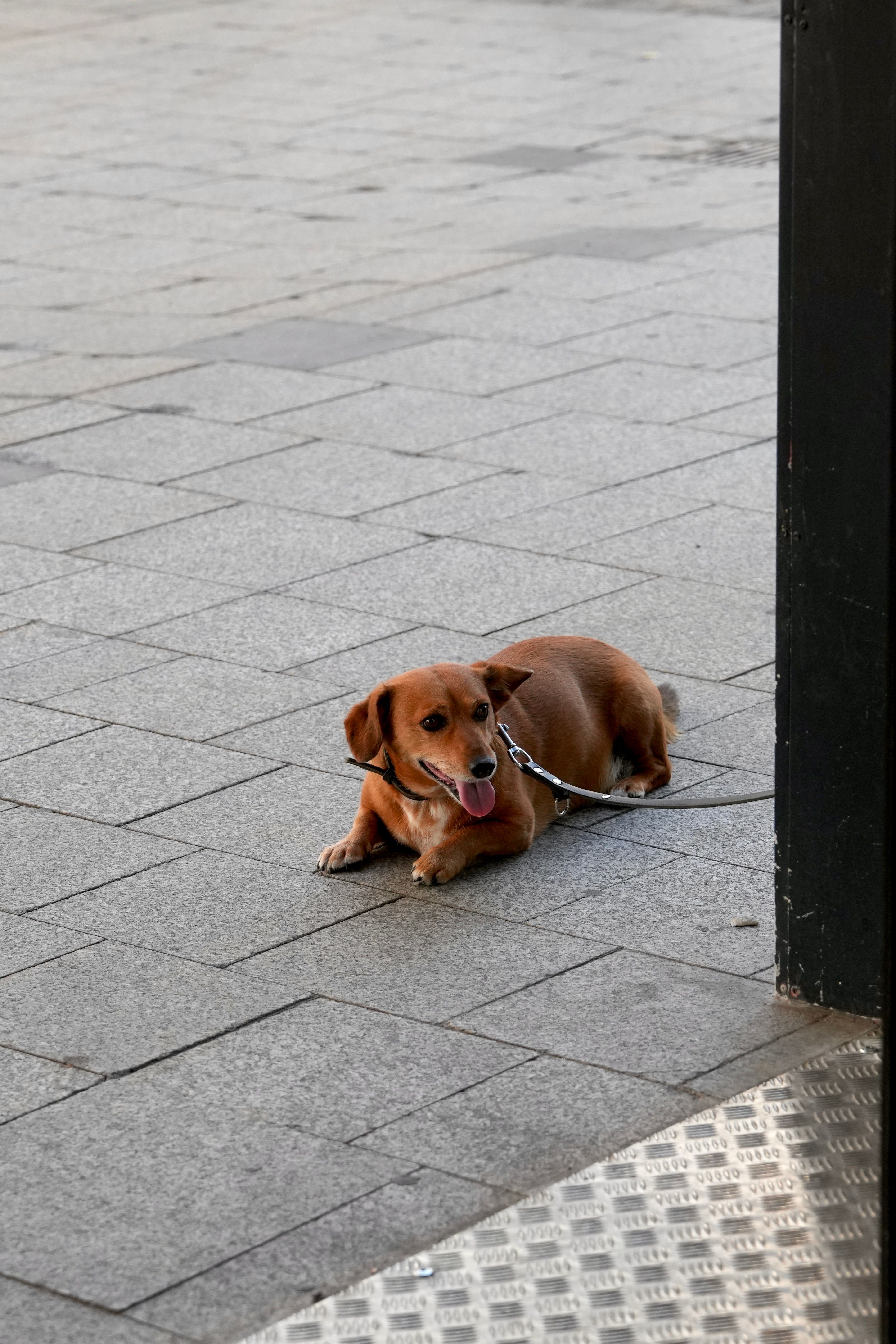 Dog Waiting